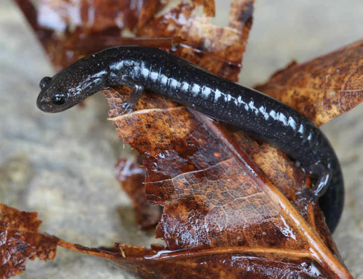 Ravine Salamander